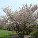 Cercis chinensis printemps P1B P6